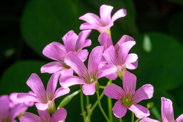 pink and white flowers