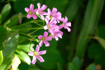 pink and white flowers