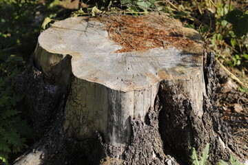 A stump in the woods. A cut tree. Cutting down the forest.