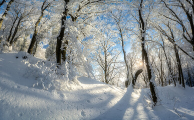 Obraz premium Fairy snowy forest in beautiful winter at golden sunset. Panoramic landscape with trees in snow, trail, orange sunlight in evening. Snowfall in magical woods. Wintry woodland. Snowy forest in Croatia
