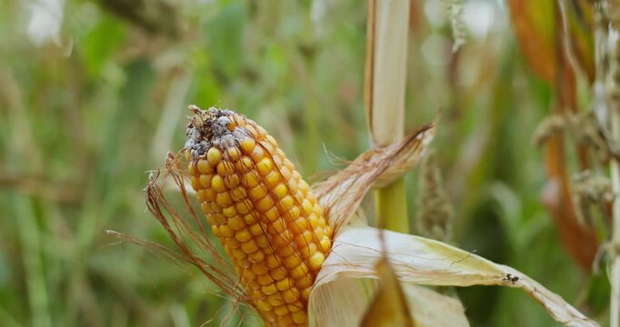 Crop loss visible on maize plant with damaged and underdeveloped corn cob. Agricultural risk and loss