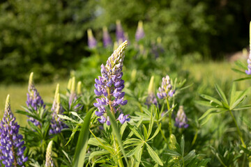 Purple flowers. Summer plants in Russia. Details of continental nature.