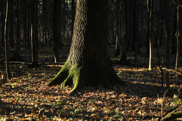 An old oak tree in the forest. A large tree in the fall in the thicket of the forest.
