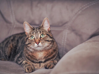 Handsome tabby cat with brown fur is relaxing on a brown color suede sofa. Pet is in fine physical and mental condition and well looked after. Curious look in its green eyes.