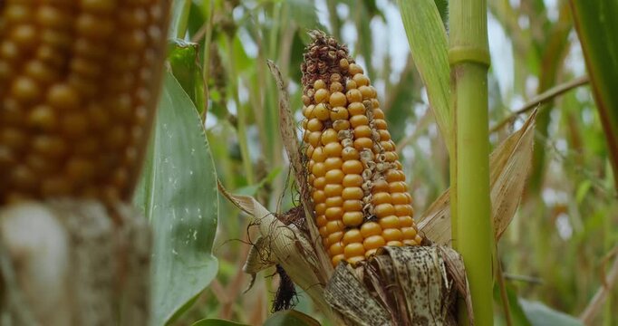 Corn plant under agricultural stress with damaged cob. Effects of harsh growing conditions on crops