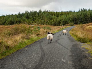 A flock of sheep are walking down a road with forest in the background. The sheep are scattered along the road, with some closer to the camera and others further away