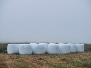 Obraz premium White plastic bale of grass in a field, forest and fog in the background. Agriculture industry. Misty nature scene in summer time. Calm and cool relaxing mood. Nobody.
