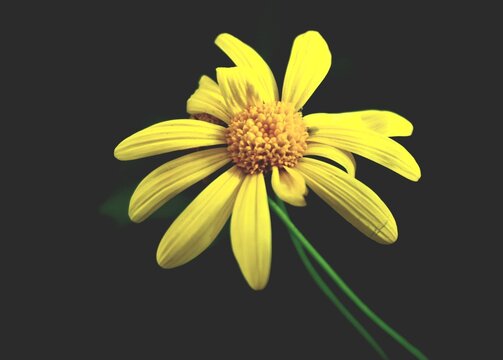 yellow daisy flower - Powered by Adobe