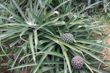 Pineapples