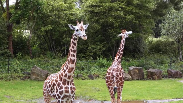 two giraffes in grassy enclosure near trees, calm reticulated pair alternating between standing, walking, and observing surroundings, muddy patches and puddles underfoot, dense green foliage
