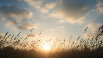 Serene sunset over a field of tall grass with a cloudy sky