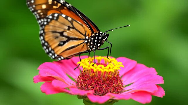Vibrant monarch butterfly perched on a bright pink zinnia flower. Detailed macro view of the insect pollinating in a lush green garden. A panoramic sequence banner for nature concepts