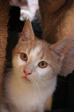 A small, shy red and white kitten sits on the scratching post and looks up