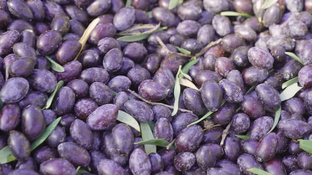 Slow motion close-up of harvested black olives with green leaves