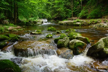 Fototapete Wald Fluss mountain river flows through green forest landscape with mossy stones  © Svitlana