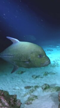 Observe pacific lookdown elegantly swimming and gliding near a coral reef. This is taking place in the cerulean waters of Costa Rica, during daylight hours, capturing their mysterious beauty.
