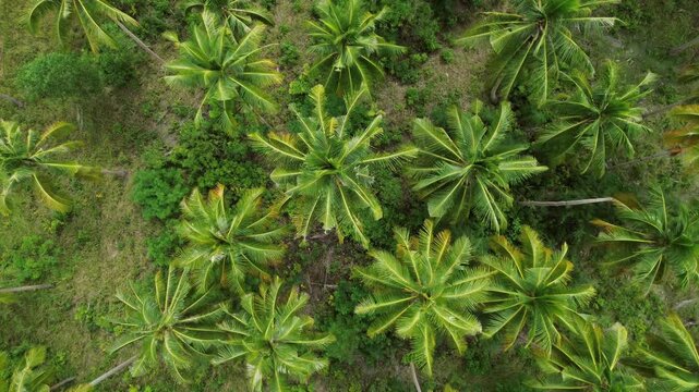 Flying over plantation of coconut palm trees on tropical island, aerial top view, 4k
