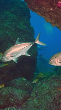 Marvel at the aquatic life in Costa Rica. Various shimmering fish swim among the picturesque coral reefs of Isla Del Cano, showcasing the beauty of this underwater world.