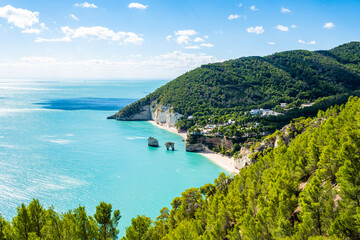 Obraz premium View of Baia delle Zagare beach framed by lush pine forest and dramatic white limestone cliffs, Apulia, Italy