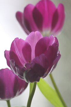 A funny perspective from a close-up of pretty pink tulips.