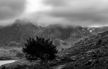 Lone tree on the slopes of Pen y Ole Wen with Y Garn visible in the distance in black and white