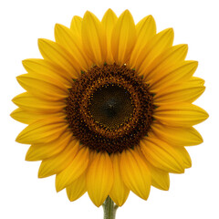 Fototapeta premium Vibrant Sunflower with Dark Brown Center and Bright Yellow Petals