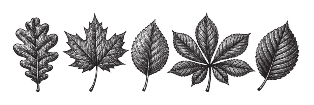Detailed engraving of oak, maple, elm, and horse chestnut leaves on white, ideal for natural history illustrations and botanical studies.