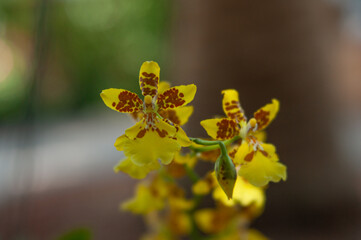 Yellow oncidium hybrid orchid flowers with brown spotting, star shaped petals and prominent lip, multiple blooms on arching stem with smooth blurred background.