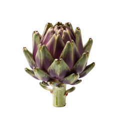 Fresh Artichoke with Purple-Tipped Leaves on White