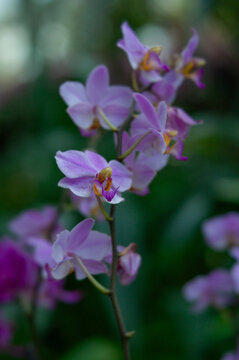 Phalaenopsis pulcherima orchid flowers with pink and lilac petals, yellow and purple lip, small blossoms arranged along thin upright stem with soft blurred background.