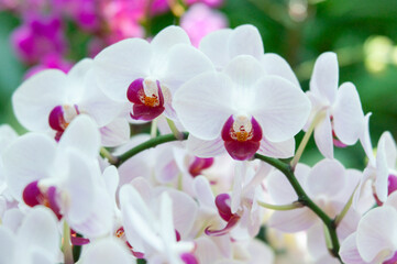 White Phalaenopsis hybrid orchid flowers with rounded petals and magenta lip, multiple blooms on arching green stem, soft green and pink background blur.