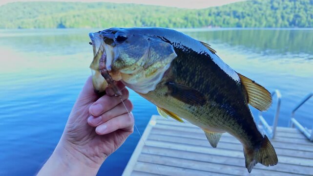 Freshly caught freshwater largemouth bass fish display. Bass fish hooked and holding by the lip. Active recreation near lake. Summer leisure and hobby. Catch and release.