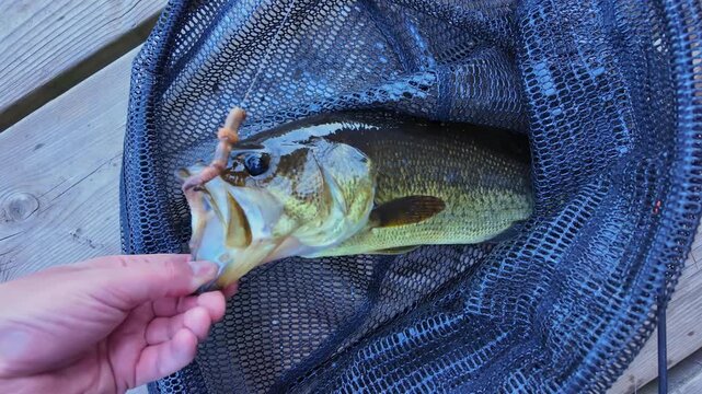 Freshly caught freshwater largemouth bass fish display. Bass fish hooked and holding by the lip. Active recreation near lake. Summer leisure and hobby. Catch and release.