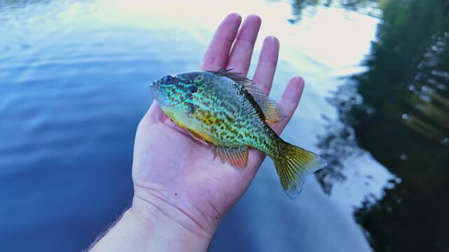 Freshly caught freshwater small baby pan fish or pumpkin seed fish display. Active recreation near lake. Summer leisure and hobby. Catch and release.