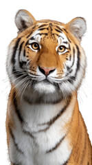 Fototapeta premium Majestic Tiger Portrait with Striking Features and Intense Gaze in Realistic Style
