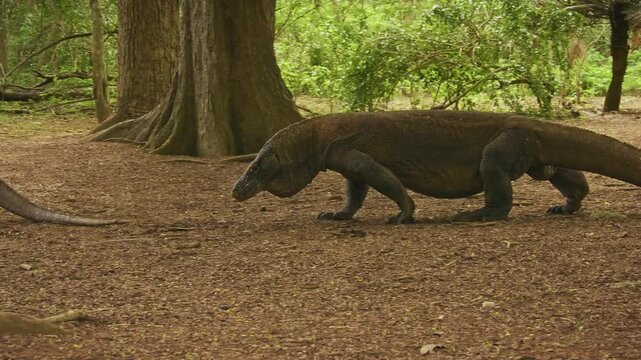 Komodo dragon or monitor Varanus komodoensis, video of monitor lizard walking and resting in the jungle, large reptile of Varanidae endemic to Indonesian islands of Komodo, Rinca, Flores in background