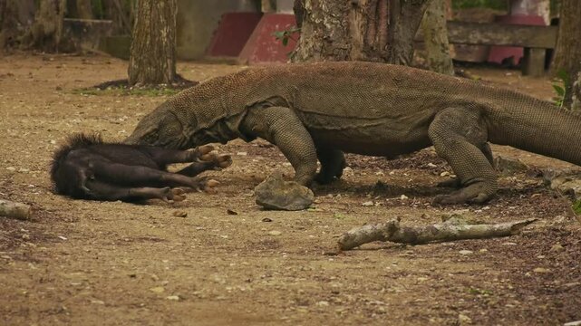 Komodo dragon or monitor Varanus komodoensis, video of monitor lizards hunting and eating a wild boar prey, large reptile of Varanidae endemic to the Indonesian islands of Komodo, Rinca, Flores. 