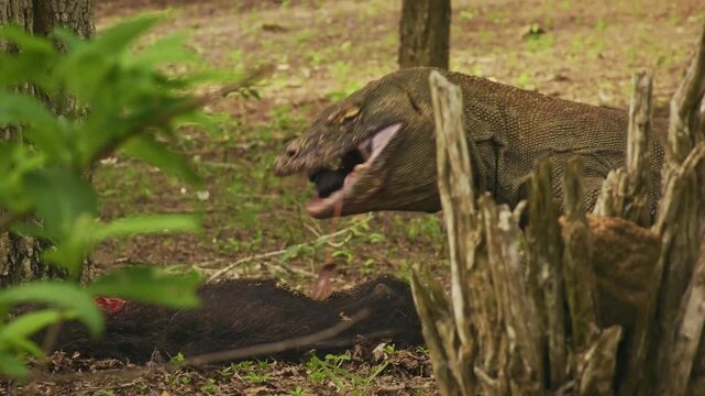 Komodo dragon or monitor Varanus komodoensis, video of monitor lizard walking and resting in the jungle, large reptile of Varanidae endemic to Indonesian islands of Komodo, Rinca, Flores in background