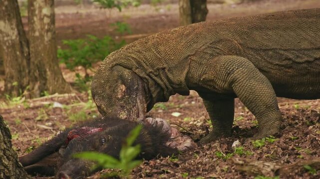 Komodo dragon or monitor Varanus komodoensis, video of monitor lizards hunting and eating a wild boar prey, large reptile of Varanidae endemic to the Indonesian islands of Komodo, Rinca, Flores. 