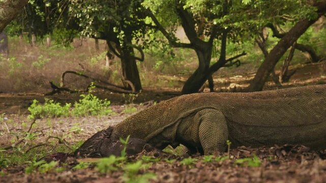 Komodo dragon or monitor Varanus komodoensis, video of monitor lizards hunting and eating a wild boar prey, large reptile of Varanidae endemic to the Indonesian islands of Komodo, Rinca, Flores. 
