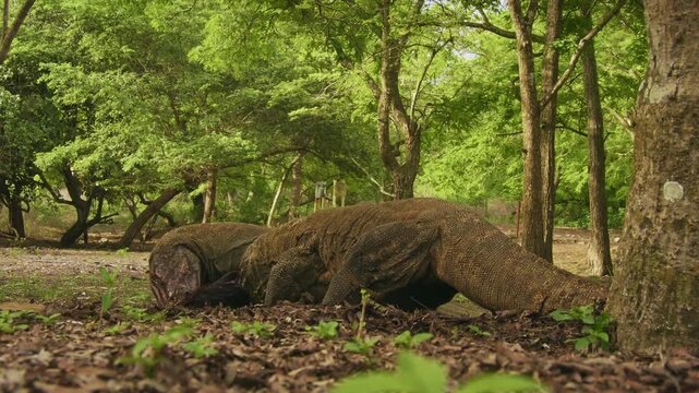 Komodo dragon or monitor Varanus komodoensis, video of monitor lizards hunting and eating a wild boar prey, large reptile of Varanidae endemic to the Indonesian islands of Komodo, Rinca, Flores. 