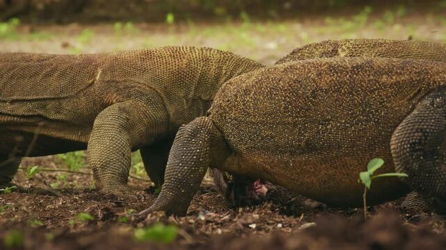 Komodo dragon or monitor Varanus komodoensis, video of monitor lizards hunting and eating a wild boar prey, large reptile of Varanidae endemic to the Indonesian islands of Komodo, Rinca, Flores. 