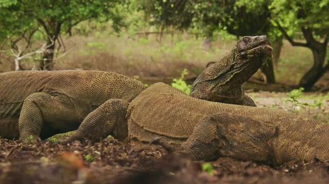 Komodo dragon or monitor Varanus komodoensis, video of monitor lizards hunting and eating a wild boar prey, large reptile of Varanidae endemic to the Indonesian islands of Komodo, Rinca, Flores. 