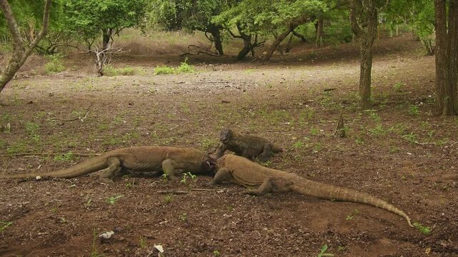 Komodo dragon or monitor Varanus komodoensis, video of monitor lizards hunting and eating a wild boar prey, large reptile of Varanidae endemic to the Indonesian islands of Komodo, Rinca, Flores. 