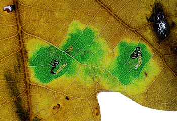 Ectoedemia quinquella Moth larvae mining the leaf of an Oak tree.