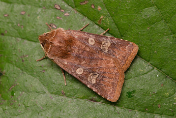 White-marked Moth Cerastis leucographa sitting on a green leaf
