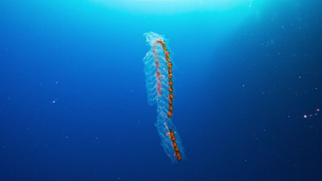Underwater shot of a long chain of Pelagic Salps drifting in open blue water