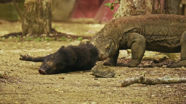 Komodo dragon or monitor Varanus komodoensis, video of monitor lizards hunting and eating a wild boar prey, large reptile of Varanidae endemic to the Indonesian islands of Komodo, Rinca, Flores. 