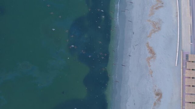 Playa arena aves peces Mejillones cenital Pac&iacute;fico Chile