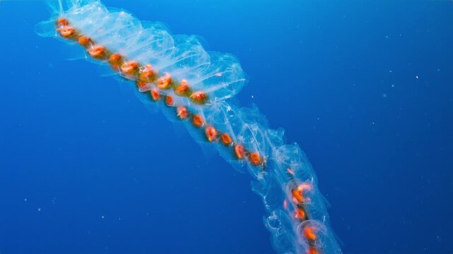 Underwater shot of a long chain of Pelagic Salps drifting in open blue water